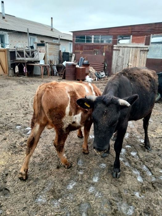 Продам сельскохозяйственных животных