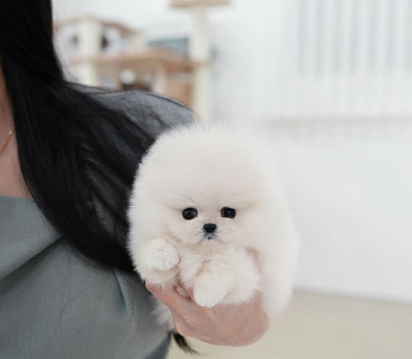 Poza reala pomeranian mini cu pedigree