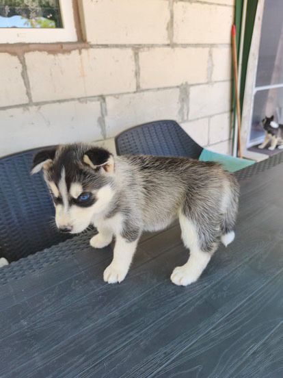 Pui husky siberian