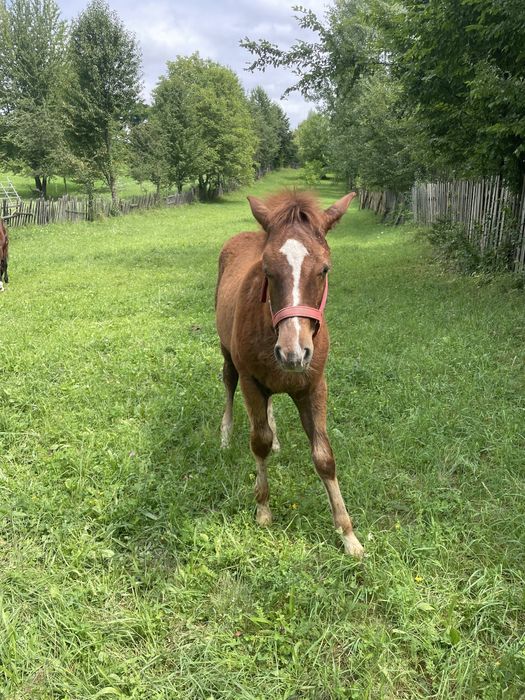 Vand manz de opt luni