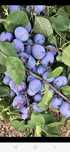 Prune de calitate întâi preț de producător românești copți și dulci