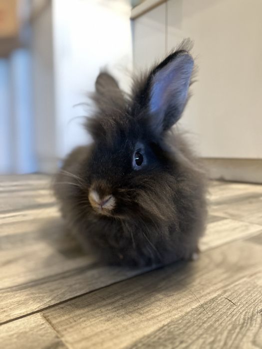 Iepure cap de leu, femela