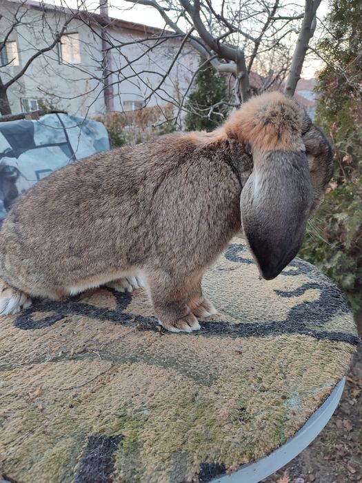 Berbec german rasă pură