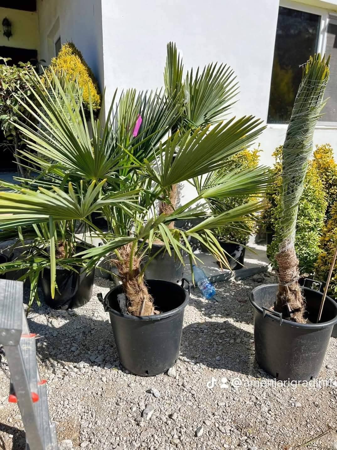 Vând tuia leylandii chiparos