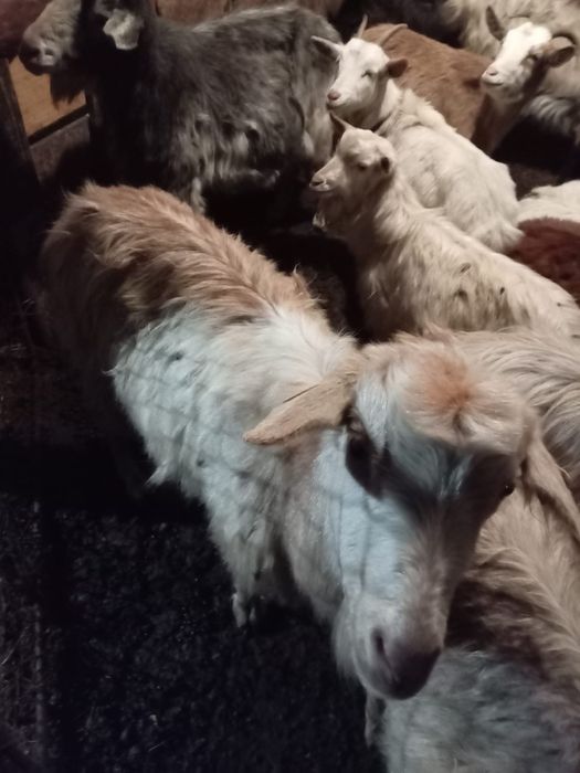 Vand capre bune de lapte a fata