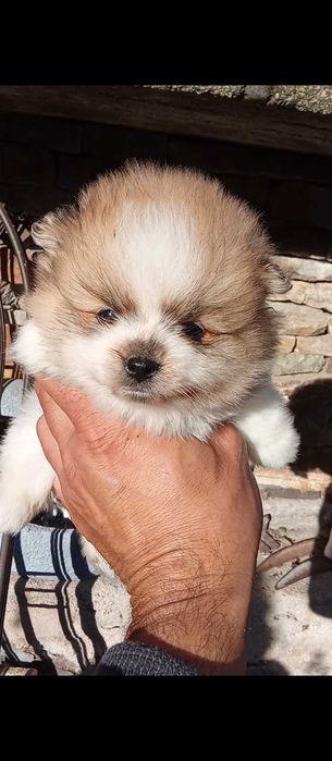 Продавам померан