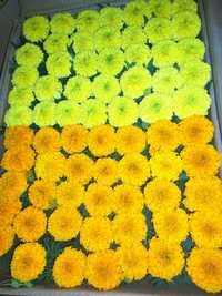 Продам цветов оптом от 10 каробках до 1000 каробках есть доставка.