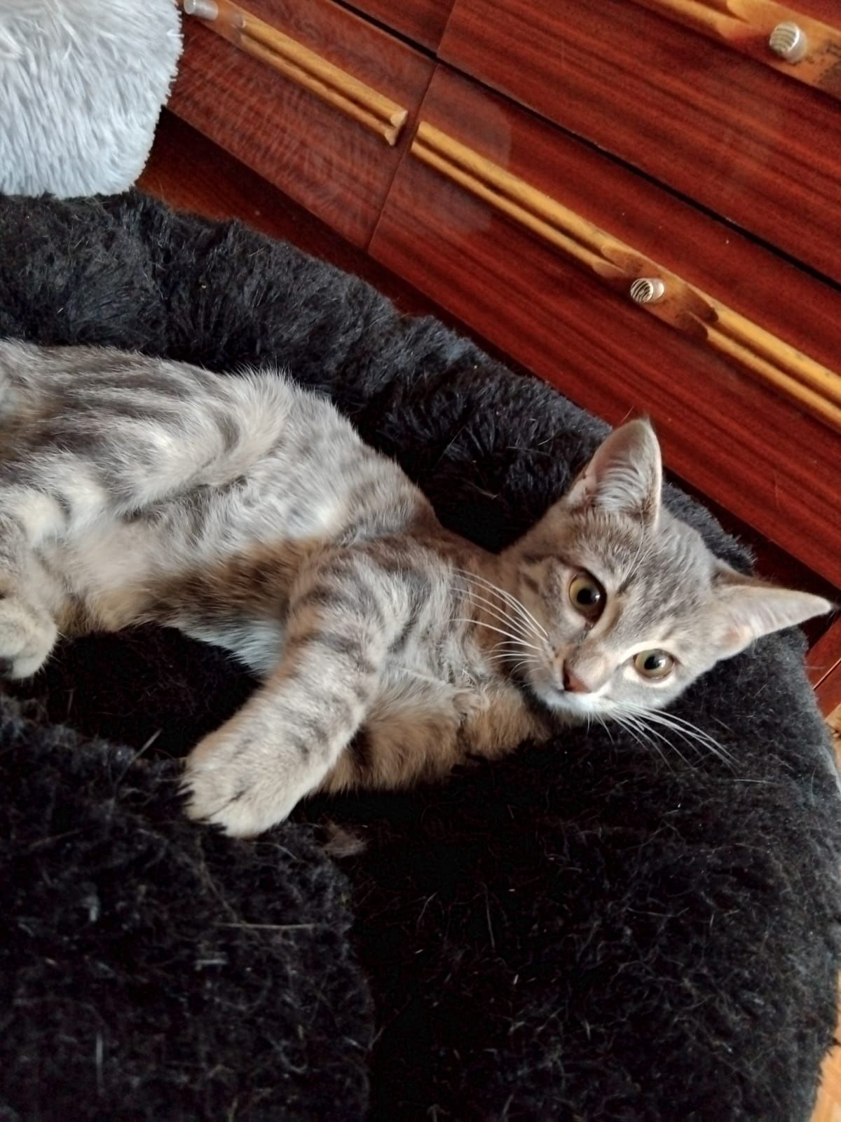 Котёнок!    .    .