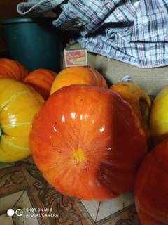 Тыква! (В Кокшетау.).