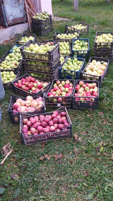 Vând mere și suc de mere 3 l.