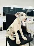 Marele Danez Dog German