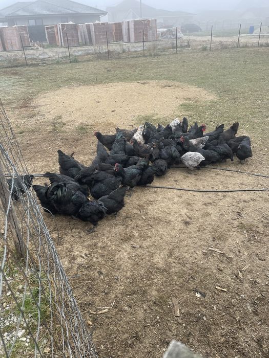 Vand  familie de gaini australorp.