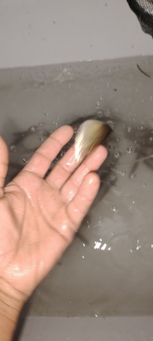 Сорожка живец Семей