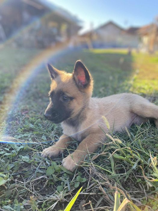 Белгийски овчарки - Малиноа