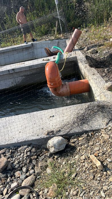 Puiet pastrav curcubeu 5 grame