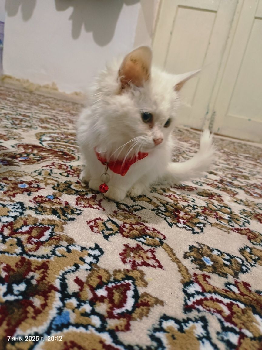 Mein kun zotli mushuk