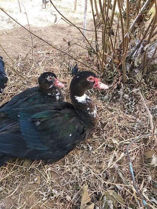 Продаются утки( селезень) породы мускасный!