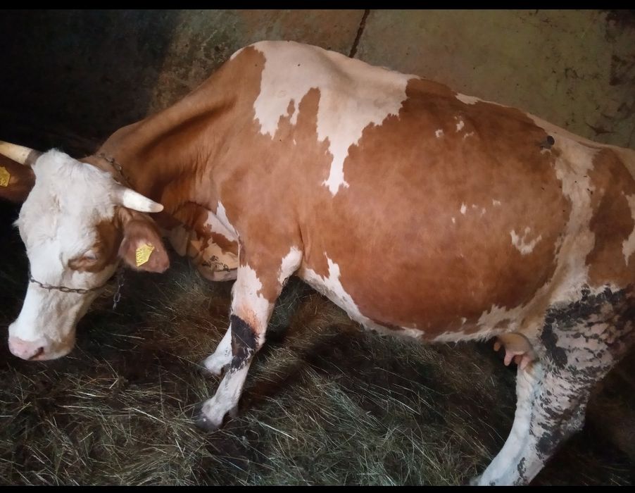 Vaca baltata romaneasca