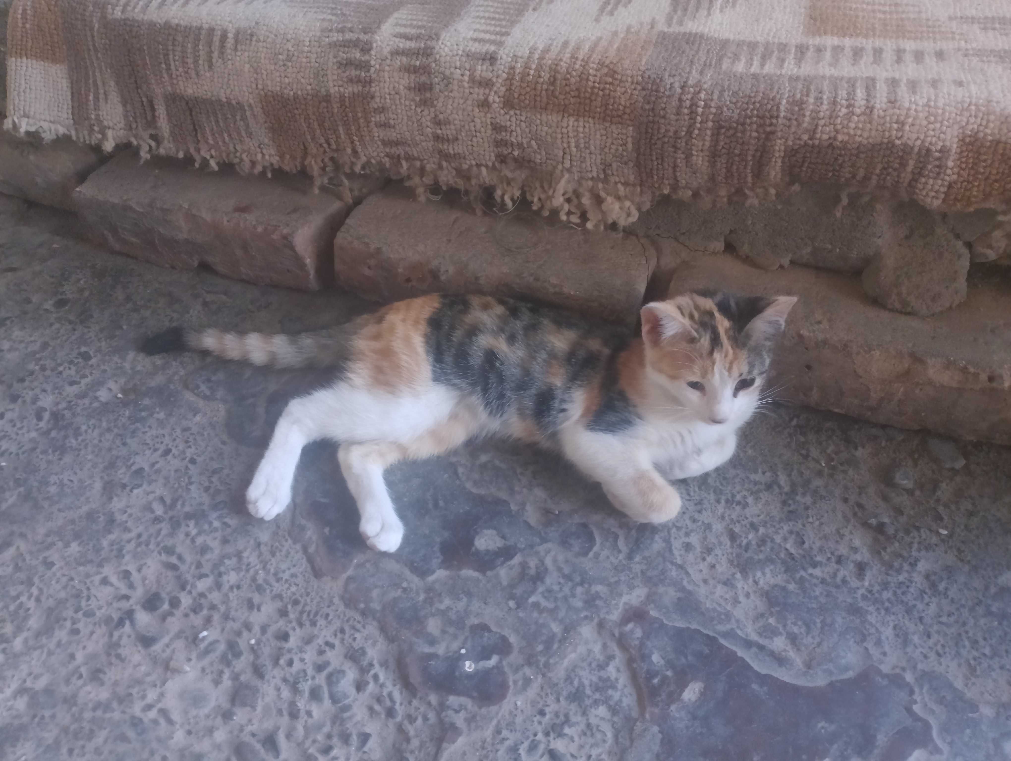 Котёнка,мушук боласи