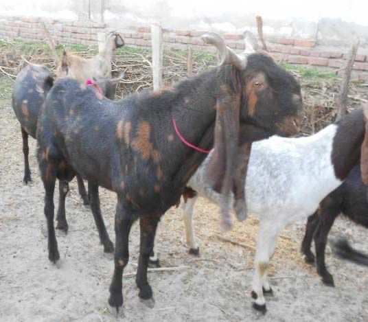 Вязка козла Камори