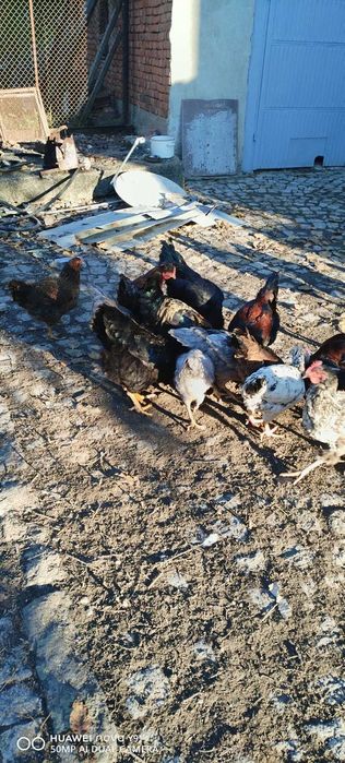 Домашно гледани петли