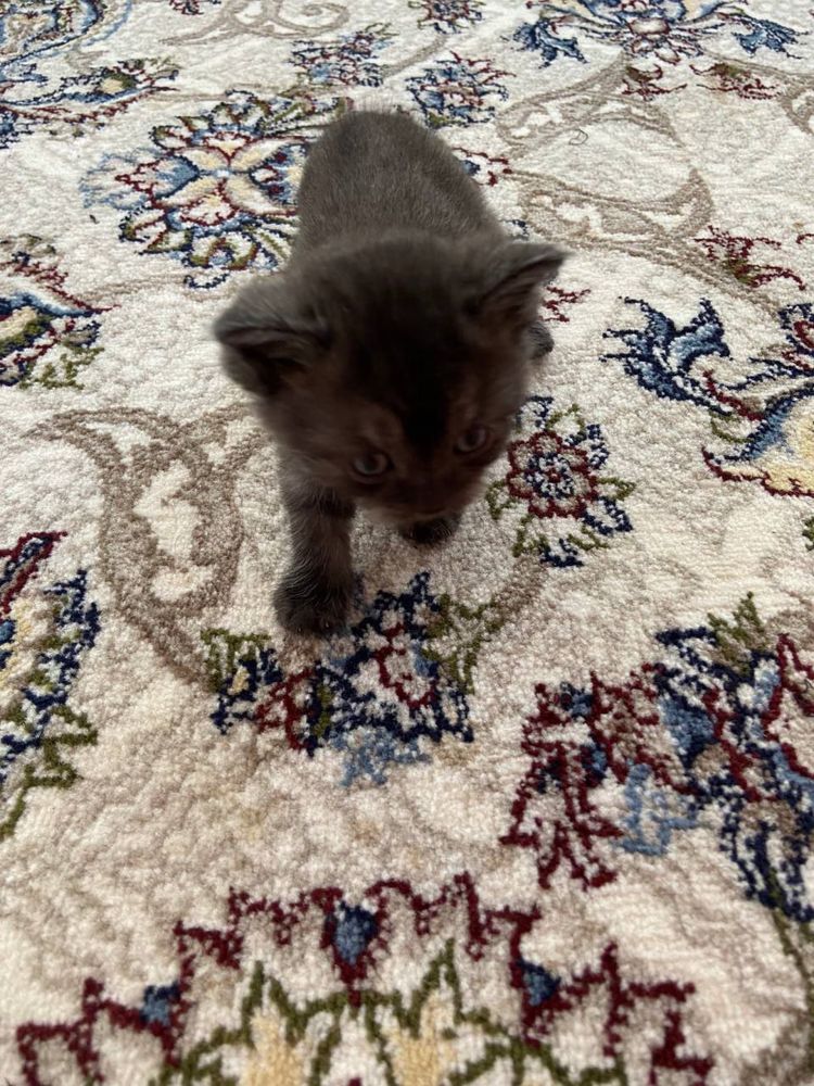 Scottish fold mushuk