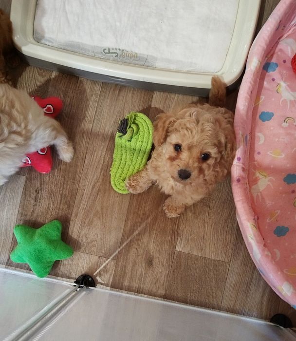 Mini/toy poodle Мини/той момченца