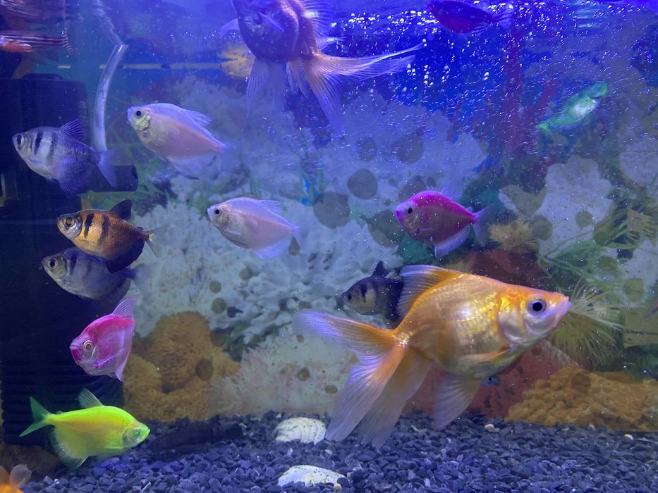 Продам рыбу аквариумный