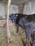 Juninca de vanzare, Mehadica, Caras Severin