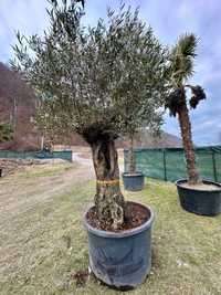 Maslin (Oleea Europea) Plante