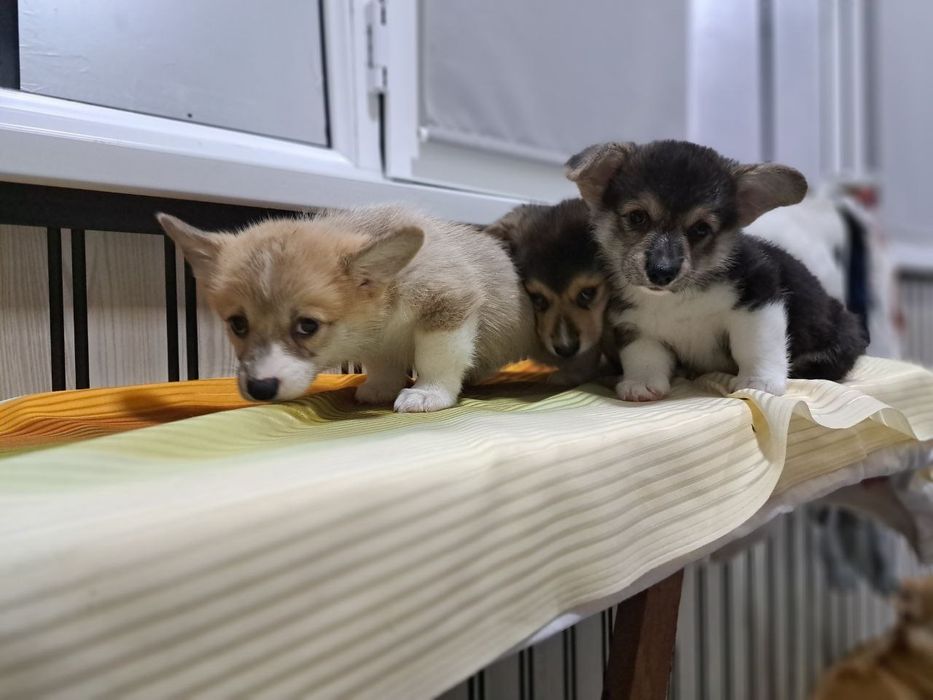 Здравствуйте продаются шикарные щенки Корги вельш Пемброк
