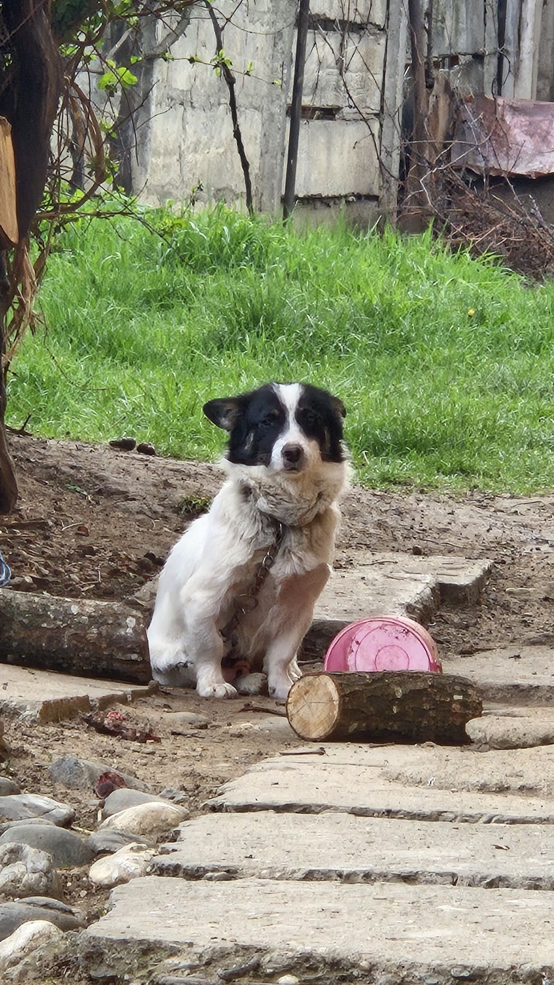 Donez 2 căței mama si un băiețel