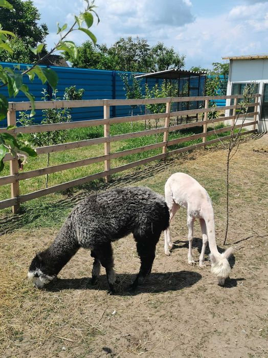 Alpaca disponibile tinere și mature