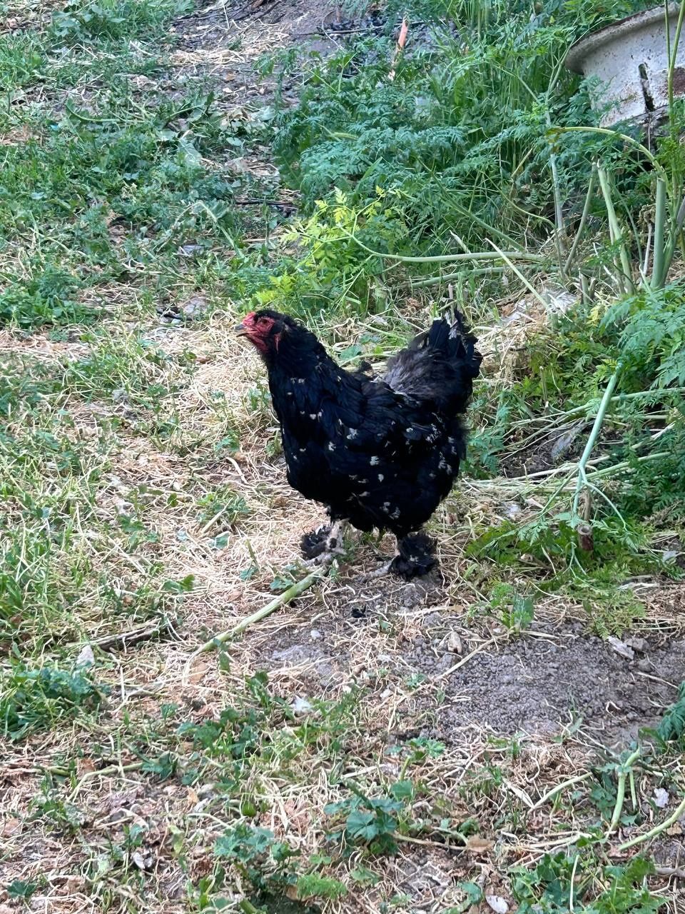 Продаются яйца курицы брамы, яйца индюшки