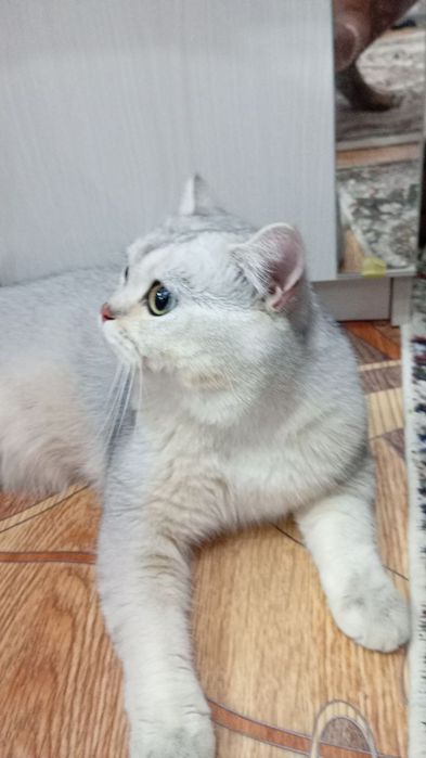 Вязка 500 000 серебристая Шиншила