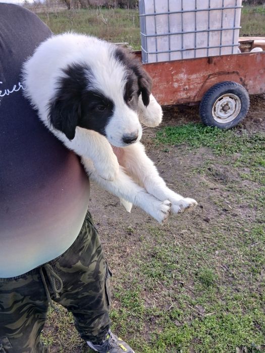 Каракачанки Българско овчарско куче.