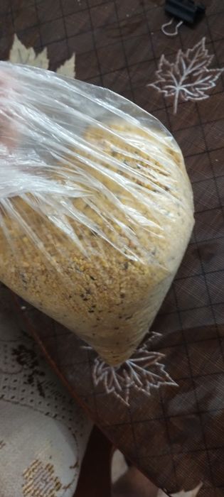 Papagalita micul alexandru