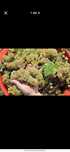 Struguri de vin avem toate soiurile nr 078542852nouă