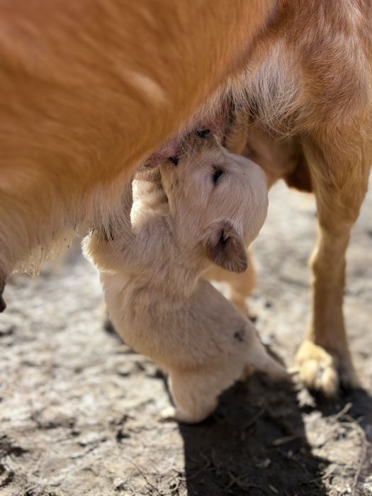 Бебета голдън ретривър