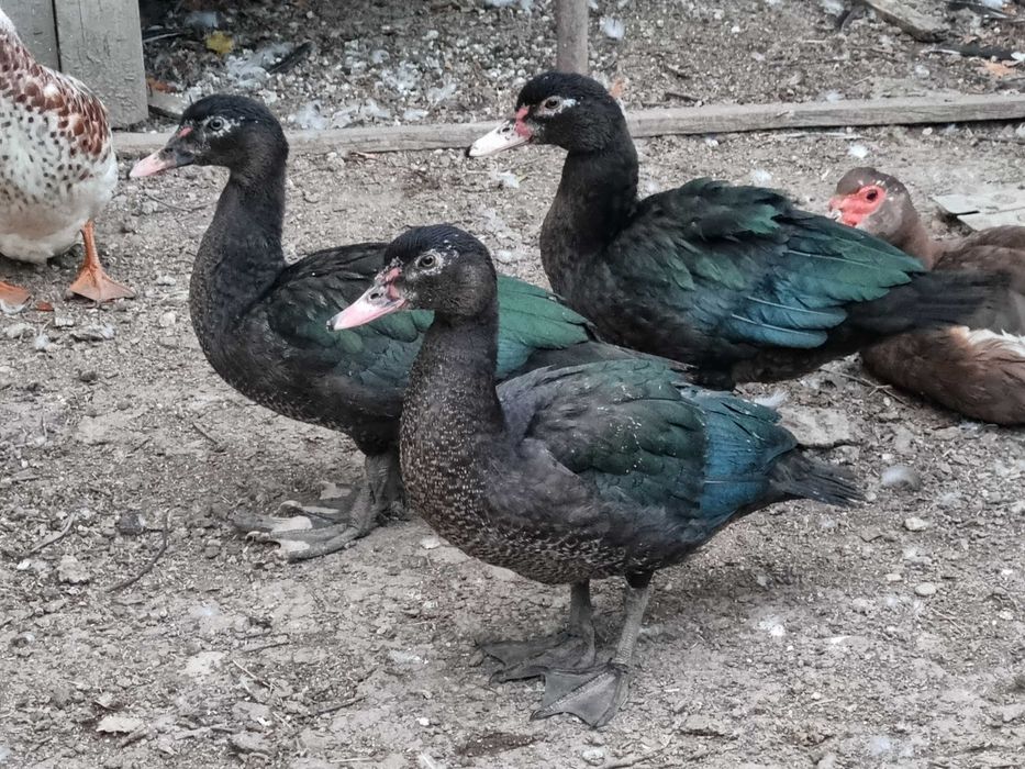 Ratoi lesesti tineri - 5 ratoi + 1 rata