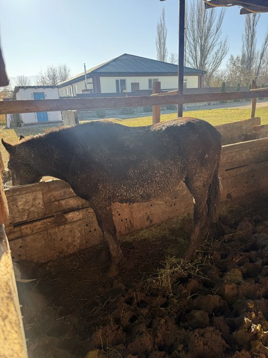 Тайлар сатылады