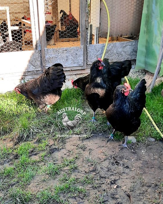 Pt incubat Ouă Australorp Negru