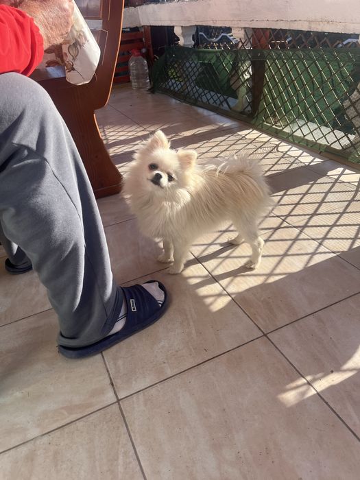 Femela pomeranian mini cu pedigree FCI