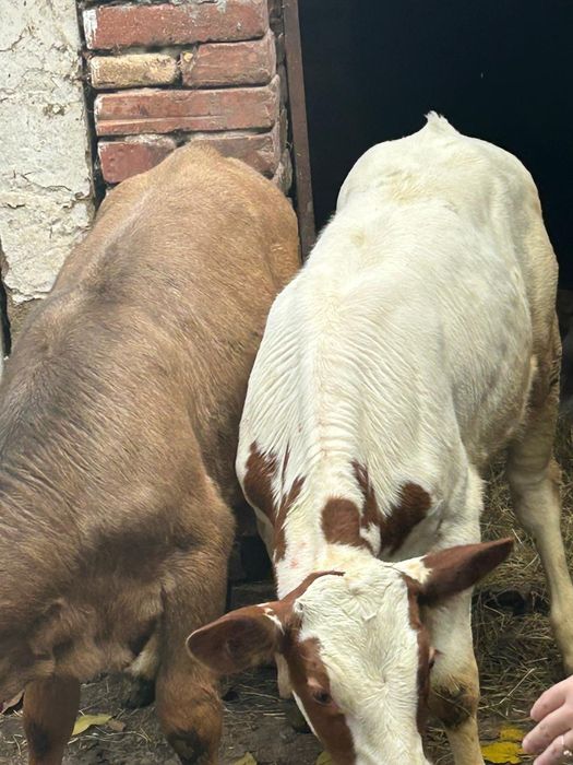 Vand un tauras si o vitea