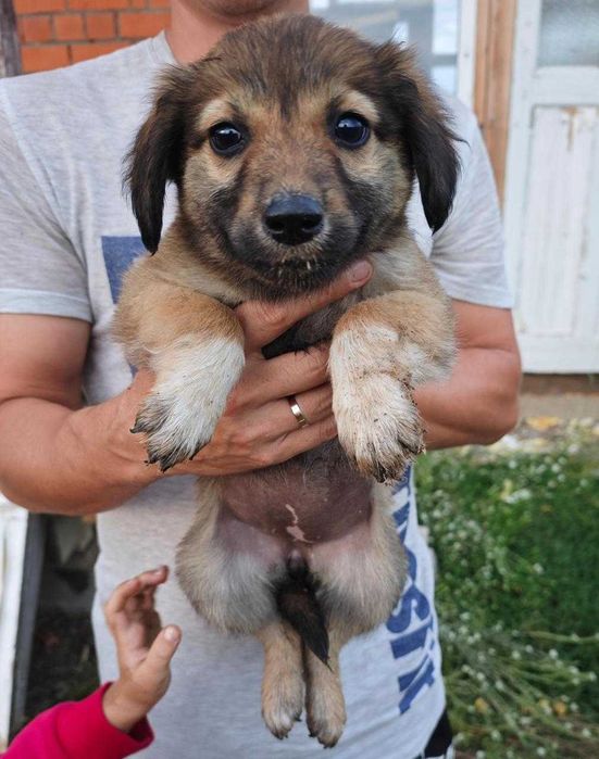 Щенкам нужен дом! Срочно!