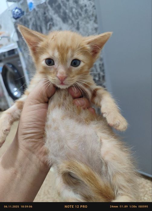 2 ойлик. Мушук болалари