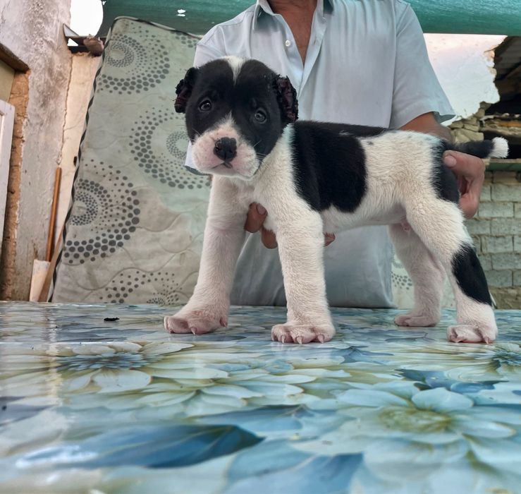 Щенок Алабая ( Туркменский ) чистокровный