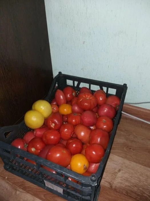 Продам домашние помидоры