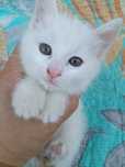 Кошка белая породистая