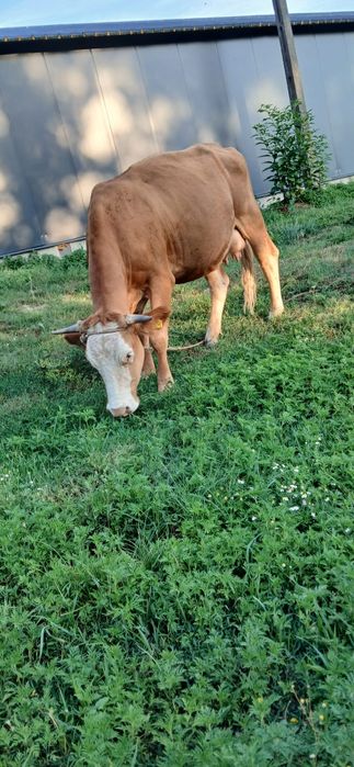 Vacă balțată Românească